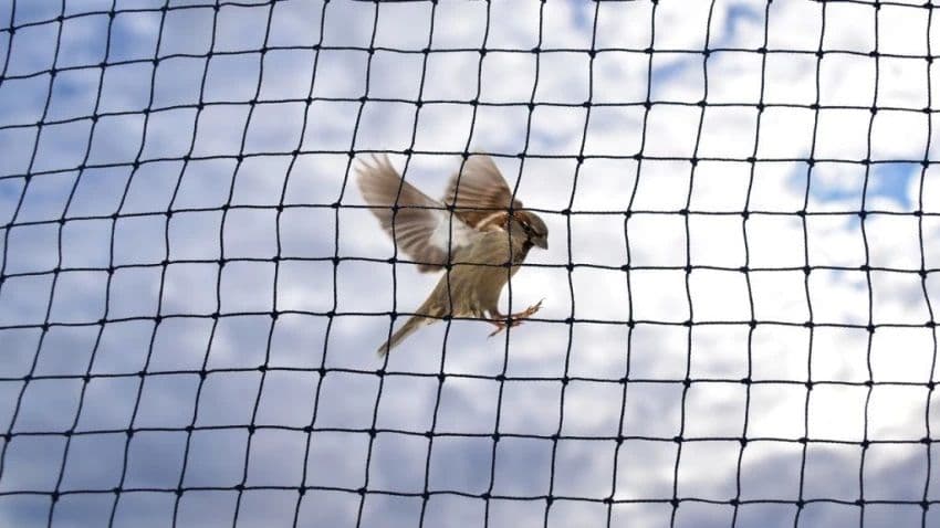 Bird net installation to prevent birds in Bangalore